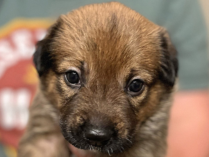 chinook puppy